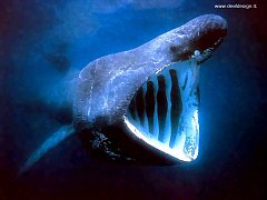magnificent_moments_csg025_basking_shark copia